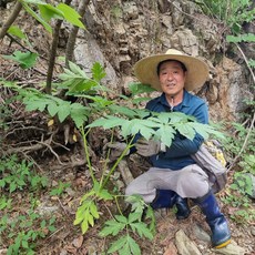 자연인부부 야생 참당귀 잎차 (건조) 직접채취, 1개, 100g