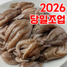 [26년제철생물] 국내산 활 알쭈꾸미 알배기, 1박스, 1kg