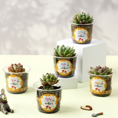 아트랄라 (식물키우기) 다육이 기르기 (5인용), 단품, 1개