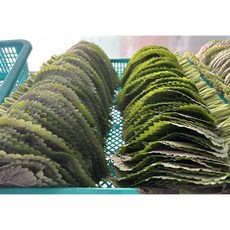 향깃든농장 2대째 재배 밀양 깻잎, 500g, 1개