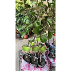 霏霏園藝春雪蜜棗.4吋半盆.仿真盆栽 室內裝飾, 1個