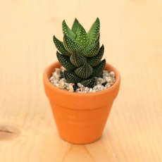 피오그린 미니토분다육 완제품 플랜테리어 전자파제거 공기정화 천연가습기, 1개, 용발톱