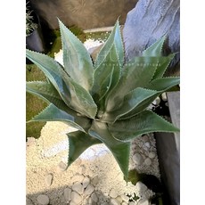 [사계절 내내] 조화 그라운드커버 억새풀 인테리어 조경 장식, 용설란 60cm 높이