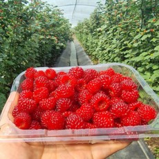 [꼬미농산] 25년 햇 산딸기 국내산 산지직송 당일수확 탱글탱글 250g, 1개, 생산딸기 250g