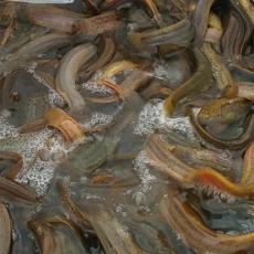 [국내산100%] 무항생제 산지직송 미꾸라지 추어탕용 생물, 1개, 대 1kg (추어탕용 7mm이상)