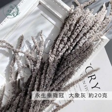 大好屋 永生垂雞冠, 永生垂雞冠【大象灰】小包●5送1顏色隨機