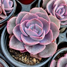 더스티로즈 중품 공기정화 반려식물 국민다육이 농장직영발송