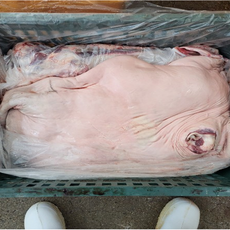 대감식품 국내산 도매 소머리 생물 13kg 한우 암소, 15kg, 1개