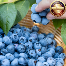 새콤달콤 고당도 프리미엄 생 블루베리, 1개, 125g(특대)18mm