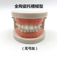 덴티폼 치열 치과 교육 연습 데모 틀니 모델 교정, K. 새로운 스타일  작은 브러시 풀 마우스, 1개