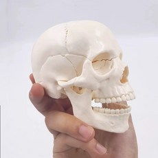 두개골 턱관절 교육 사람 교구 모형 실습 해부도, C. 12 크기 흰색 분리 가능한 15 부품