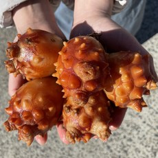 통영 햇멍게 제철 손질 냉동멍게 활멍게 알멍게 꽃멍게 250g 500g 800g, 활멍게 1kg [8-12미]