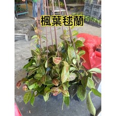 霏霏園藝楓葉毬蘭3吋吊飾 居家綠植盆栽 易於照料 增添生活品味