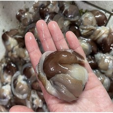 [선주직송] 특품 생물 손질 새조개 200g (14~18미) 샤브샤브 횟감, 1개, 특품 새조개 200g (14~18미)
