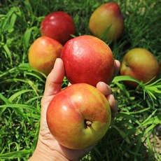 노씨고집 당도선별 고당도 추희자두, 1개, 3kg중과