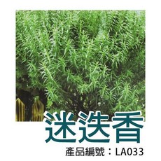 【醬米資材】包裝種子 迷迭香，新手友善，高發芽率，居家園藝首選