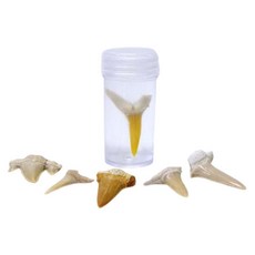 자연수집품 상어이빨 화석관찰세트 10인 창작용 집콕과학 놀이학습, 1세트