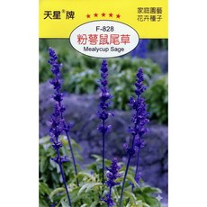 天星牌 粉萼鼠尾草 種子 F-828 (野菜部屋穗耕種苗), 1包