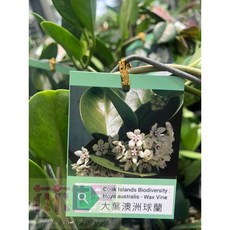 花花世界 樹苗-花苗-大葉澳洲球蘭4吋20-30cm, 1個