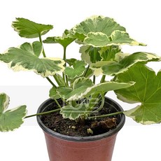 꽃사랑식물나라 프랭크해들리제라늄 유럽제라늄 무늬 크림색 실내 꽃 화분 가드닝 인테리어, 1개