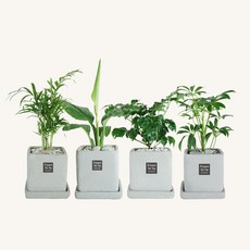 플랜트스토리 스페셜그레이 소형 4종 화분 세트, 1세트, M형 테이블야자+스파티필름+해피트리+홍콩야자