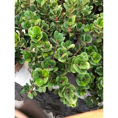 花花世界 常綠灌木圓榕 厚葉榕 寄生榕 5-6吋盆 高15-30公分, 1個