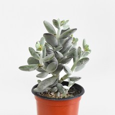 방울복랑 (소형)