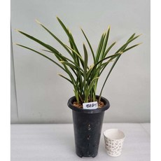 동양난모음/취미난/동양란전문/그린난농원, 철골금기(포트/7촉), 1개