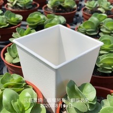 沅鈺農場 資材 白色方盆3吋 - 盆栽花盆 種植盆器, 1個