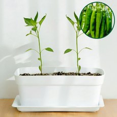 파머시카 청양고추키우기 베란다텃밭 화분 세트