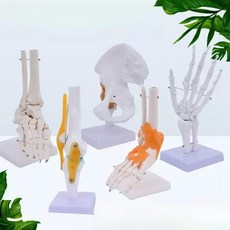 정형외과 관절 뼈모형 인대 무릎 어깨 팔꿈치 인체, 인대가 없는 손 관절