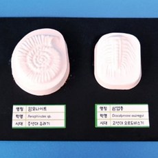 암모나이트 삼엽충 화석만들기 1인/5인 ah, 1인용