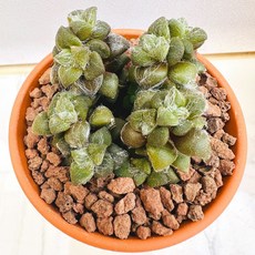 토토 다육식물 선인장 농장직송 산아래 다육이 생명력최고 키우기쉬운 공기정화 전자파차단, 1개, 럭셔리