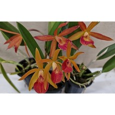 [신라난농원]카틀레야.카멜리온.꽃대없음.예쁜와인오렌지색.꽃대없음.꽃화형이 중간형.꽃예쁜고급종.인기상품.뒷사진참고, 1개