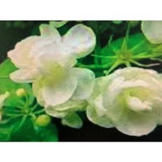 沙巴茉莉花精油 純花香味 產地印度, 1個, 10ml