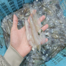 [입점기념] 자연산 한치 총알 한치 통찜, 1개, 500g