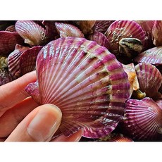 선주직송 통영 홍가리비 특대, 1박스, 3kg (45-60미 내외)