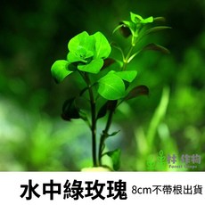 林作物 水中綠玫瑰 (台灣水龍) 稀有水草 水中葉 新手級中後景綠色水草, 每份單1株