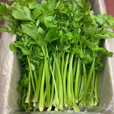 금성식품 중국식품 중국셀러리 중국야채 싱싱셀러리 친차이 1000g, 1개