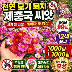 【아름다움과 실용성 겸비】12색 제충국 씨앗 맨땅을 꽃밭으로 만드는 혼합꽃씨 사계절 개화, 1000알, 제충국 씨앗*4