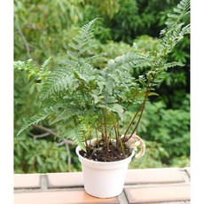 花樣渼栽盆栽生活館 兔腳蕨 (3寸) 室內植物 觀葉植物 室內清淨空氣盆栽, 1個, 3寸圓形花盆(整盆寄出)(附白色水盤)