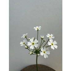 유럽봄맞이 (나누리 야생화), 1개