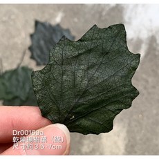 乾燥葉 揚樹葉 佈置攝影拍照營造氣氛押花材料, 綠色, 1個