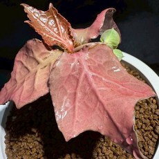 布楚禮 彩葉麒麟 世界樹系列 406 聖誕裝飾 節慶擺飾