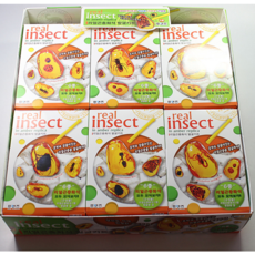 리얼곤충화석발굴키트-랜덤/낱개판매 발굴하기 촉감놀이 어린이집선물 유치원선물 곤충장난감 어린이생일선물