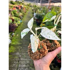 霏霏園藝 葉大理石玲樹藤苔玉球, 1個, 一棵500元