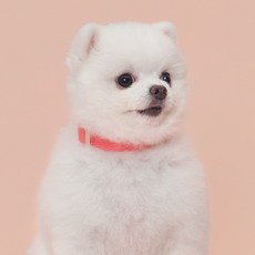 슈퍼펫 강아지 코튼 목줄 소형견 중형견 산책 개목줄 목걸이 순면100%, 코랄, 2개