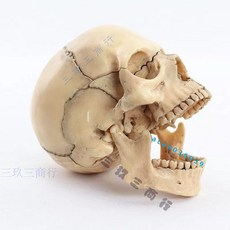 人體頭骨模型 小型可拆 15部件骷髏頭 顱骨模型 醫用牙齒口腔學習繪畫 1：2人體原色頭骨模型, 1個, 口腔繪畫醫學,原色復古色送彩色說明卡