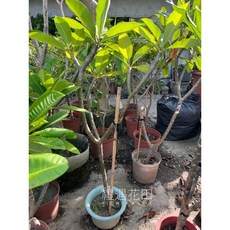 禮遇花田 雞蛋花樹（一尺盆）高度約90-120cm