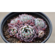 묵은 씨에라 자연군생 키우기쉬운 다육식물